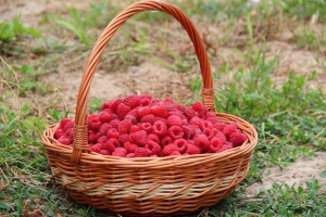 Proizvođačima maline i farmama muznih grla Vlada ZDK odobrila 1,19 miliona KM!