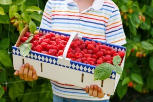 Uništavanje malinjaka, neizvjesna cijena malina i vremenske nepogode obilježili juni