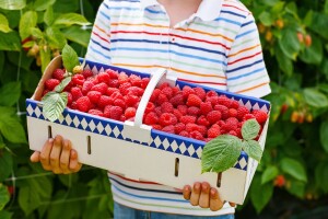 Uništavanje malinjaka, neizvjesna cijena malina i vremenske nepogode obilježili juni