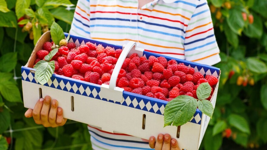 Uništavanje malinjaka, neizvjesna cijena malina i vremenske nepogode obilježili juni