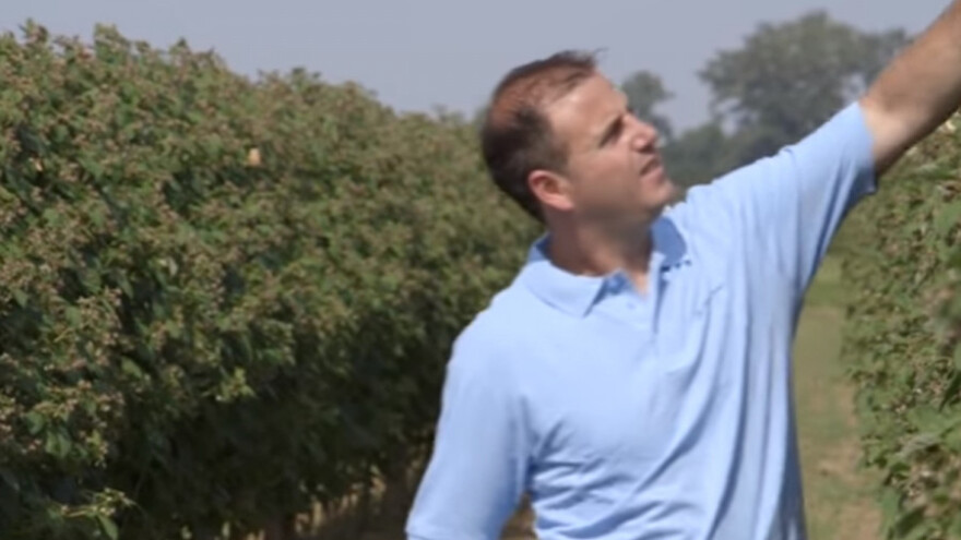 Malina osvaja Mačvu