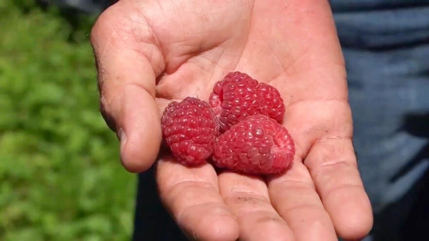 Gde će završiti ovogodišnji rod maline: U hladnjačama ili na putu?
