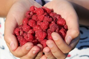 Prijavite se na izbor za naj proizvođača maline
