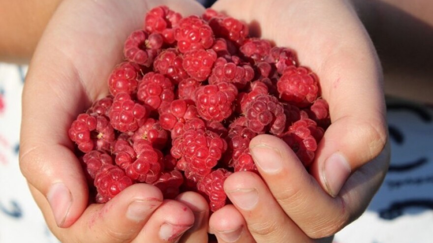 Prijavite se na izbor za naj proizvođača maline