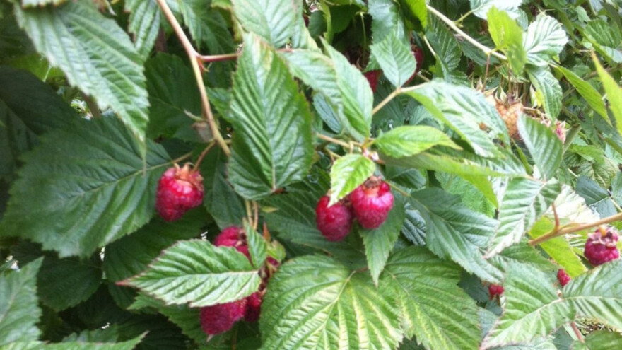 Organska malina može postati bh brand