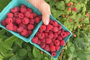 Na području Srednjobosanskog kantona obustavljen otkup malina!