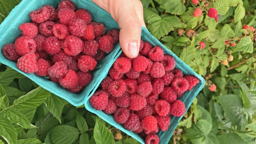 Na području Srednjobosanskog kantona obustavljen otkup malina!