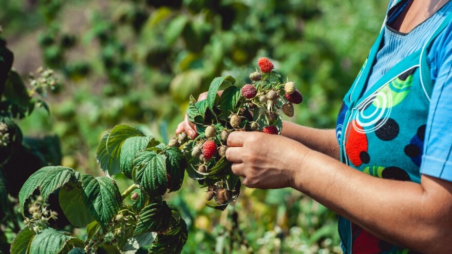 Narednih dana moglo bi propasti novih 1.000 tona malina?