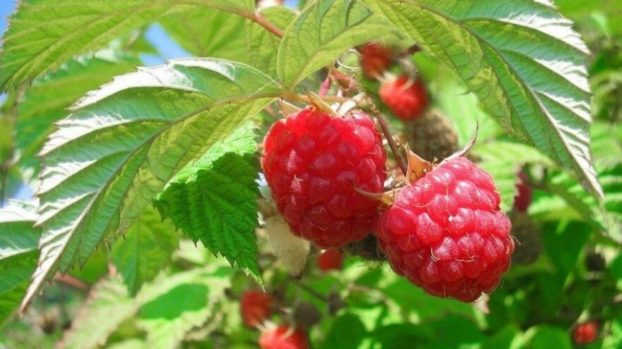 Neka i propadne, ali ne daju malinu po 2,5 KM!