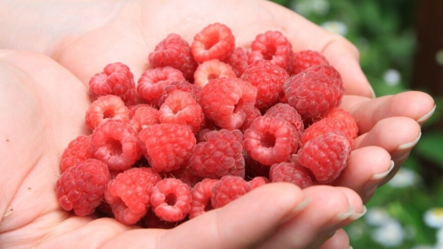 Otkupljivači popustili, cijena malina do 3,50 KM