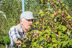 Država mora ublažiti pad cijene maline