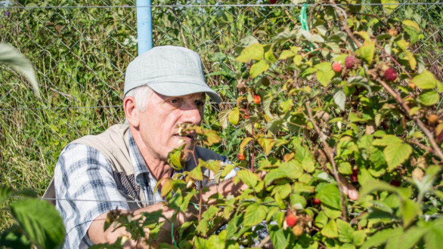 Država mora ublažiti pad cijene maline
