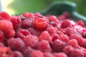 Parage: maline u ekspanziji