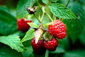 Kiša, neizvjesna cijena i neodgovorni hladnjačari ometaju berbu maline u Podrinju