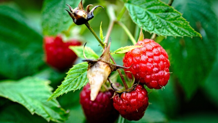 Kiša, neizvjesna cijena i neodgovorni hladnjačari ometaju berbu maline u Podrinju