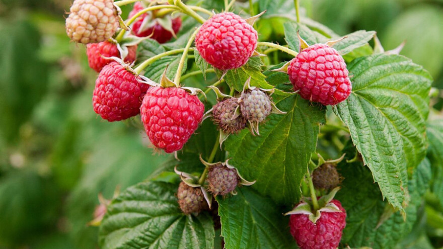 Javite se i uzmite sadnice maline i šljive