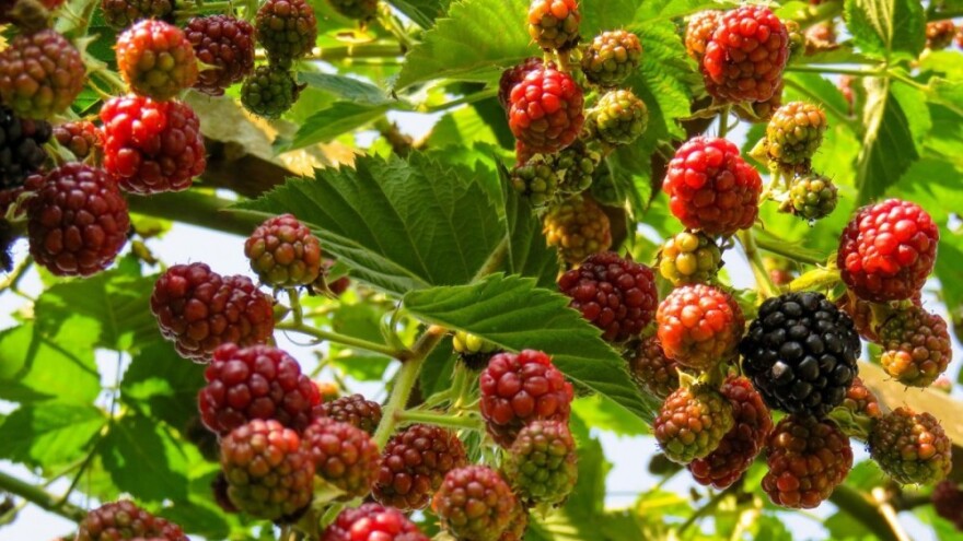 40.000 sadnica malina za 34 porodice