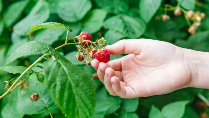 Bez pčela nema ni naših malina - pazimo ih!