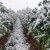 Malinjaci kod Ljubovije pod snegom, proizvođači očajni: Šteta će biti ogromna