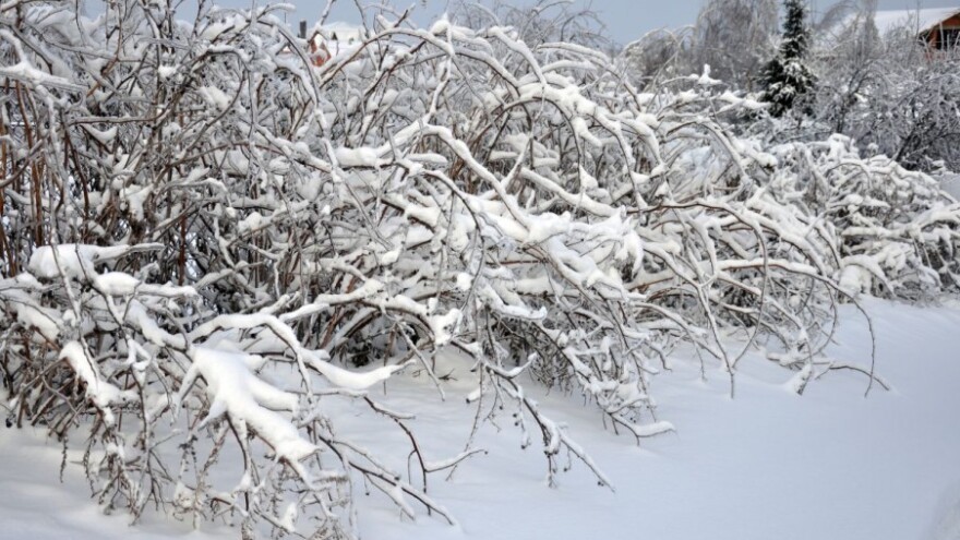 Maline pod snijegom, uništit će ih hladnoća?