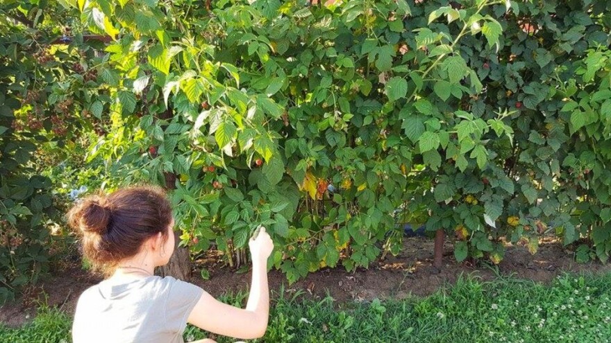 Sušenje maline umanjit će im urod za trećinu