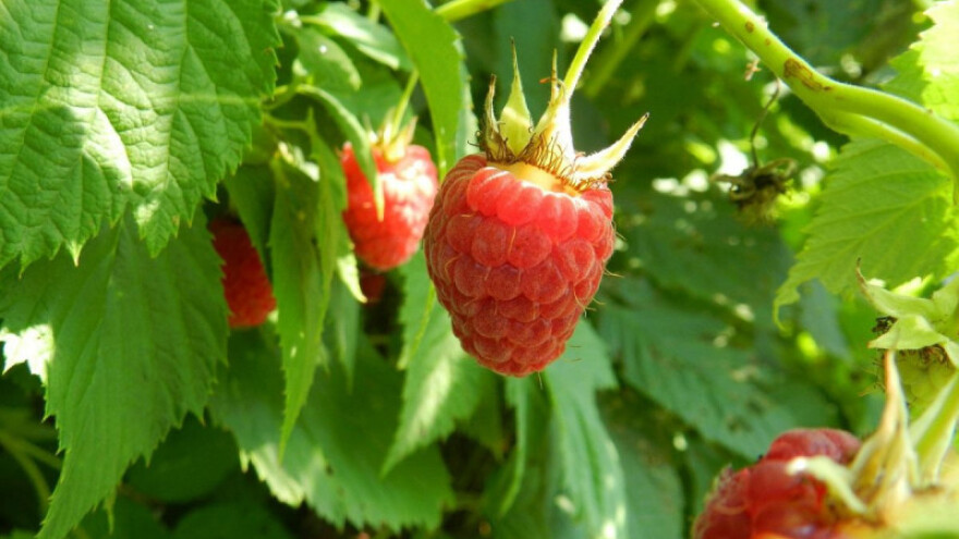 Katar omogućio podizanje 50 zasada malina