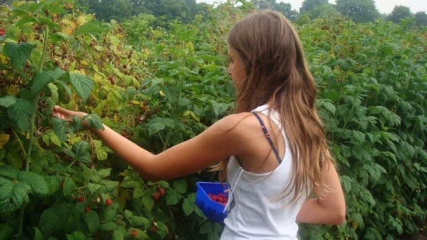 Što je dobro znati o sadnji i uzgoju maline?