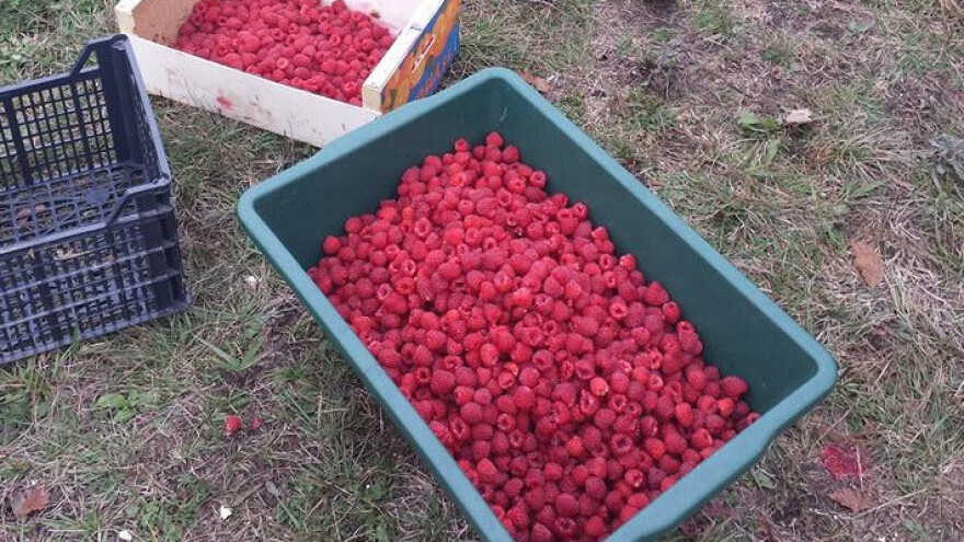 Bliži se kraj oktobra, no malina se i dalje bere!