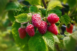 Ne nasjedajte na sumnje u proizvodnju maline!