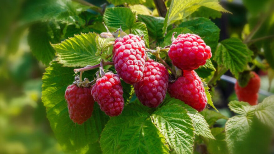 Ne nasjedajte na sumnje u proizvodnju maline!