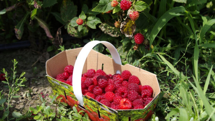 Objavili cijenu polke - 1,80 KM za kilogram