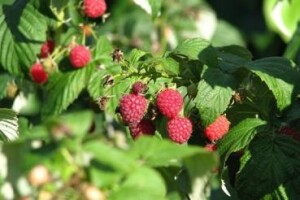 Maline iz Gornje Vrbe