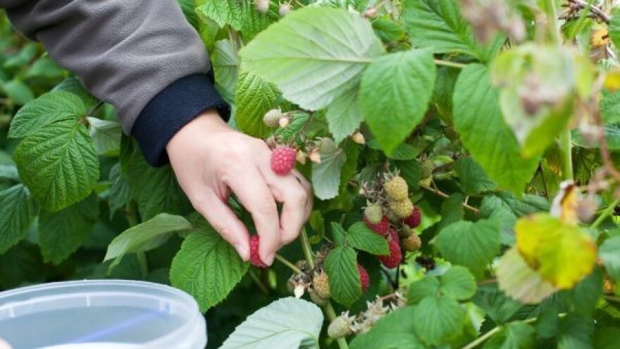 Kontrola srpskih malina na norovirus