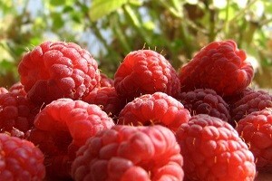 Srbija treća u svijetu po proizvodnji malina