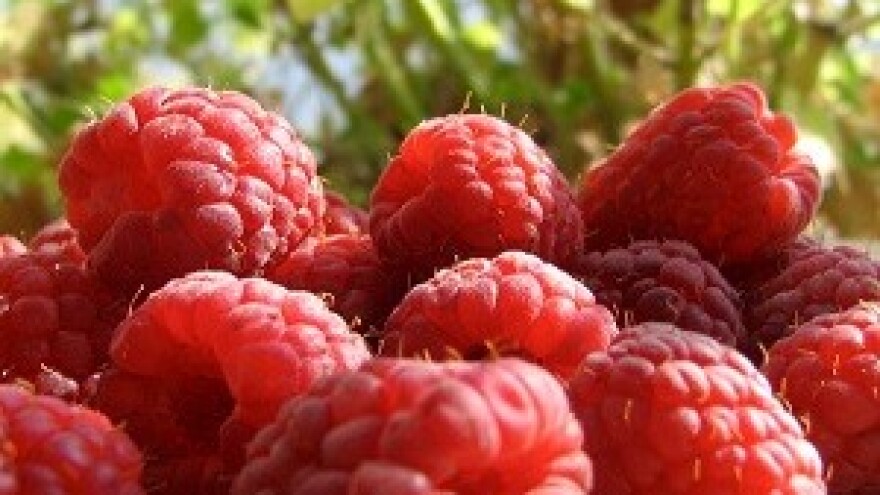 Srbija treća u svijetu po proizvodnji malina