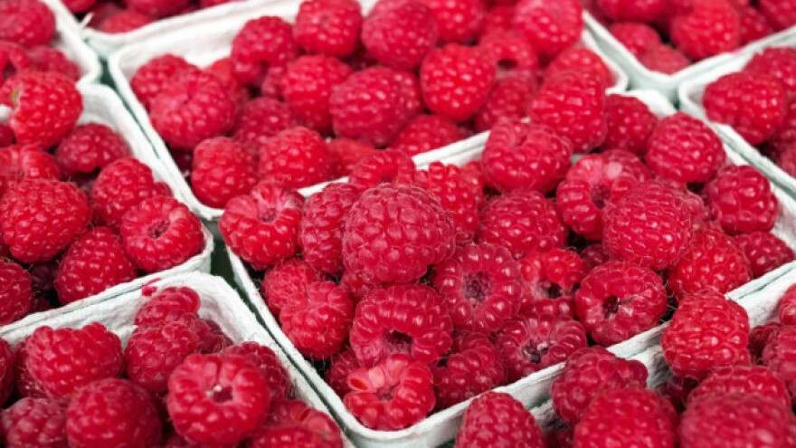 Maline umesto rasadničarske proizvodnje