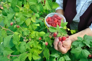 Kilogram maline u Holandiji 15 evra