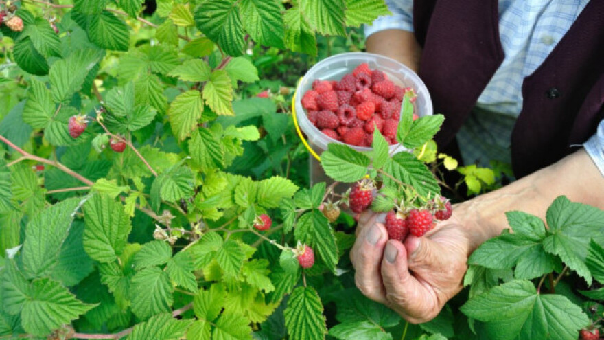 Kilogram maline u Holandiji 15 evra