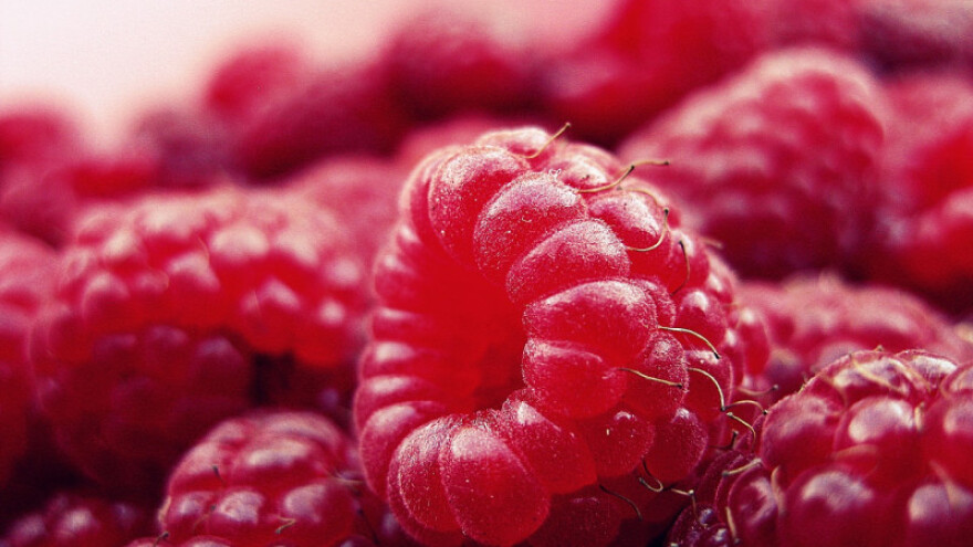 Holanđani u BiH imaju 37 hektara malinjaka