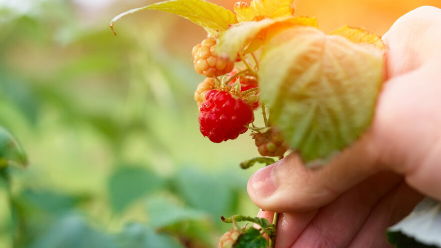 Novi nekontrolisani zasadi vode malinarstvo u propast