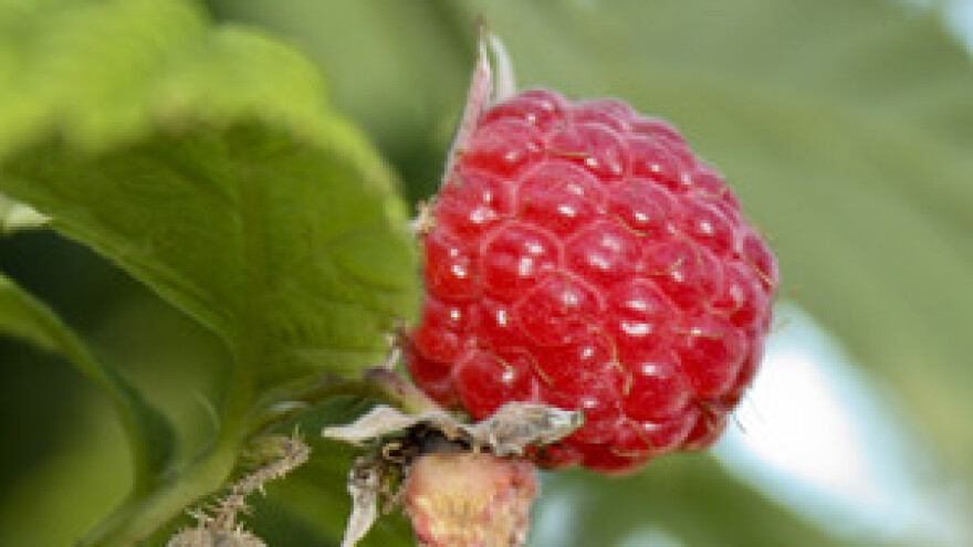 Ekološka proizvodnja malina