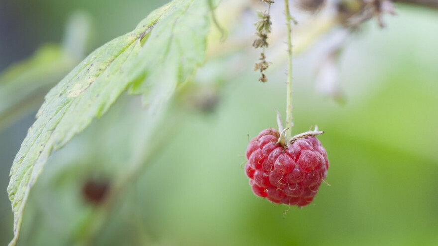 Dedić: Tražimo izlazne fakture otkupljivača malina