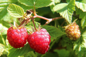 Malinina buba - kako zaštititi voće od insekta?