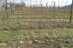 Nakon berbe maline, sledi vezivanje izdanaka - kako to najbolje uraditi?