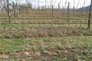 Nakon berbe maline, slijedi vezivanje izdanaka - kada to uraditi i kako?