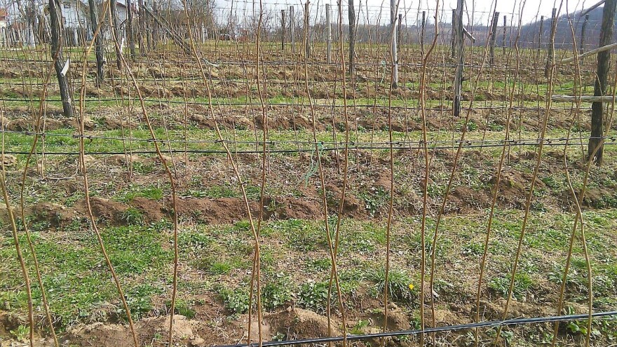 Nakon berbe maline, slijedi vezivanje izdanaka - kada to uraditi i kako?