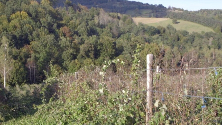 Proizvodnja krompira i maline pod istom palicom