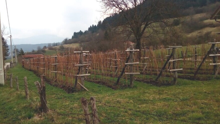 Kako suzbiti korove u malinjaku