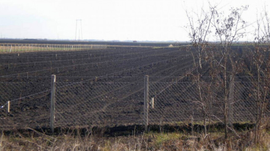 Suzbijte malininu mušicu izdanka
