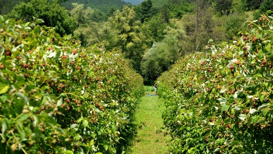 Hladnjačar Boško Đerić pomaže opstanak malinarstva u višegradskom kraju